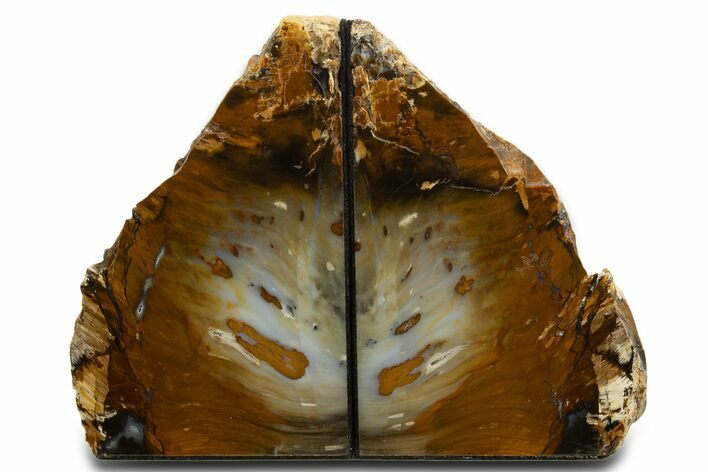 Tall Petrified Wood Bookends - Hubbard Basin, Nevada #338276